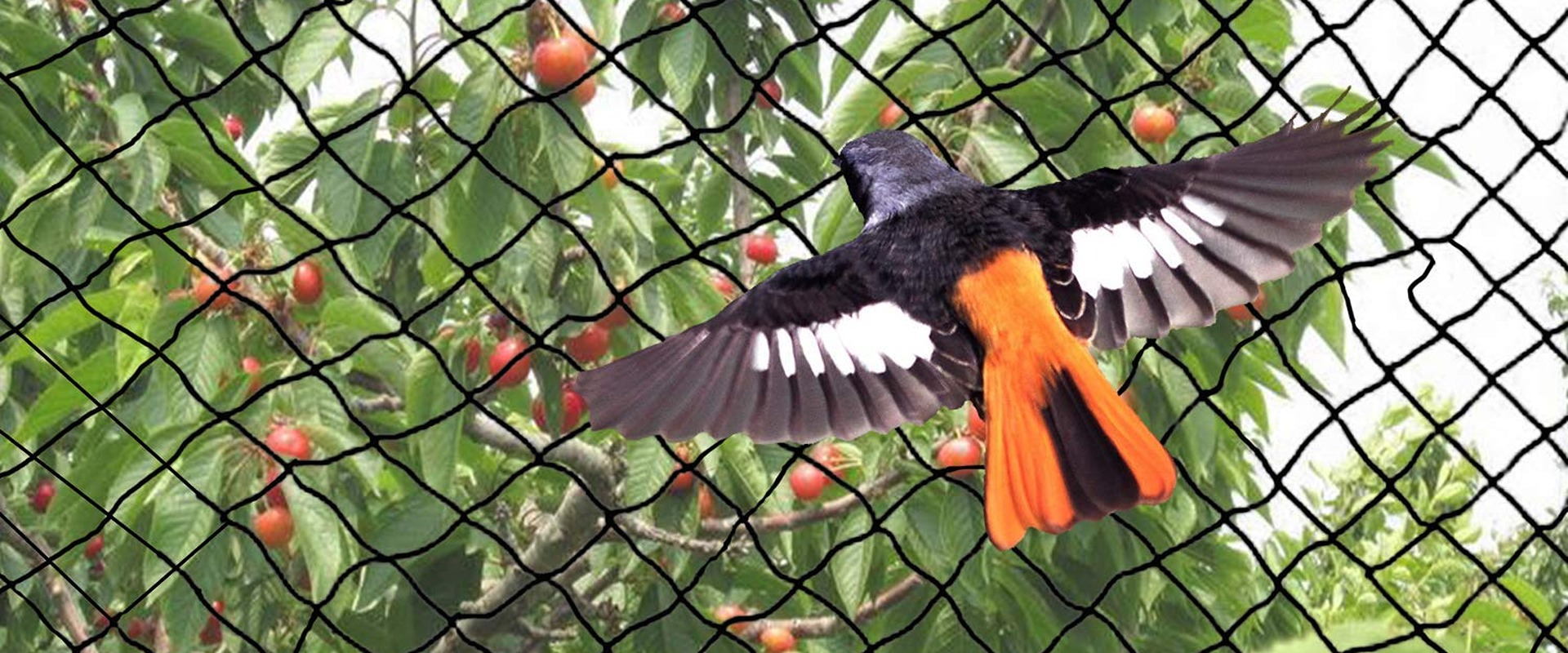 Get Effective Anti Bird Net Solutions for Farming Success