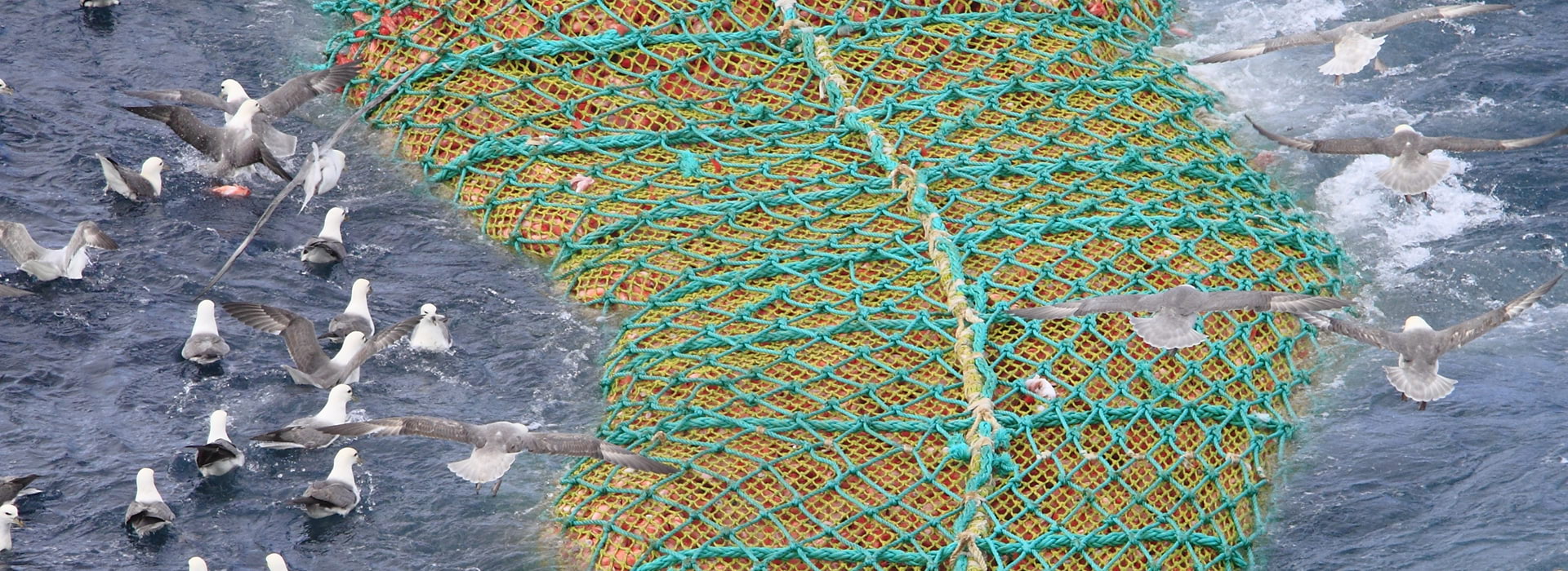 Pelagic Trawl Net an Effective Tool for Fishing at GTFL
